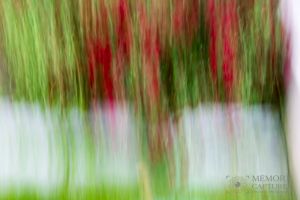 Pan Blur red flowers-c4.jpg